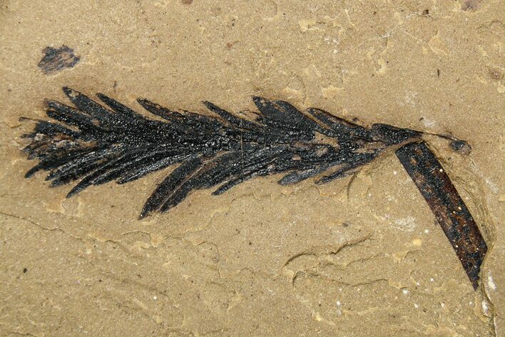 Conifer Needle (Sequoia) Fossil - McAbee, BC #262240